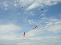 Szabadon szárnyalva